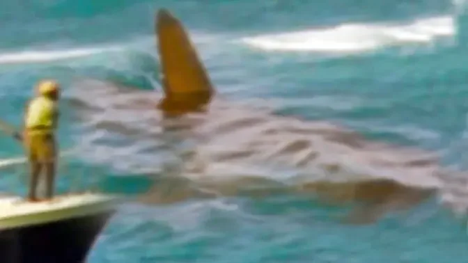 Scary Shark Sightings That Might Just Be Megalodon