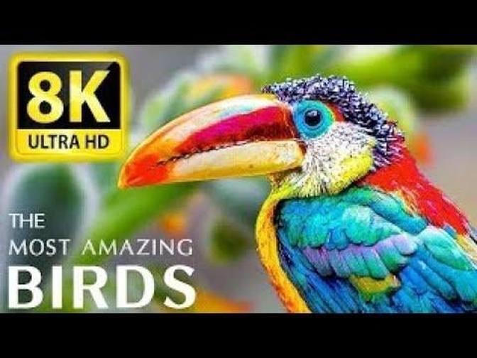 The Most Amazing Birds In The World K Ultra Hd Relaxing Music And