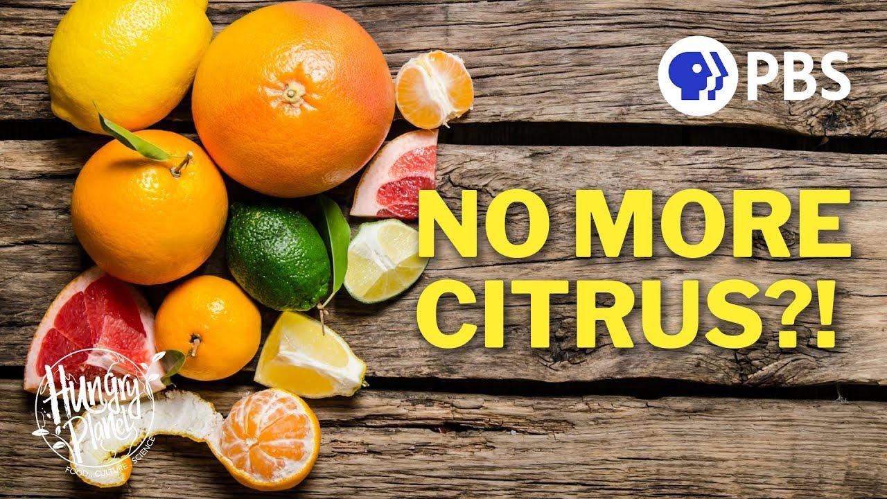 How This Disease Could Wipe Out Citrus...Unless We Stop It