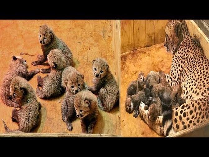 This Cheetah Had Strange Birth To Cubs, Her Adorable Litter All Broke Records In The Animal Kingdom