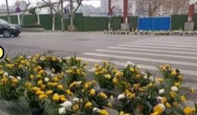 大年初一，武漢街頭擺滿菊花，哀悼過世的亡人。