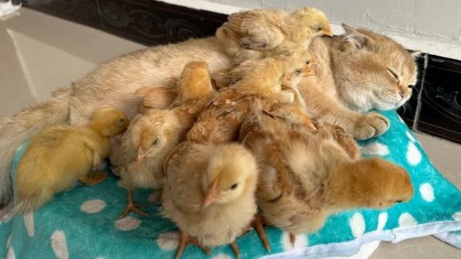 Kittens are qualified hens.  The chicks and ducklings are growing up again!  cute animal videos
