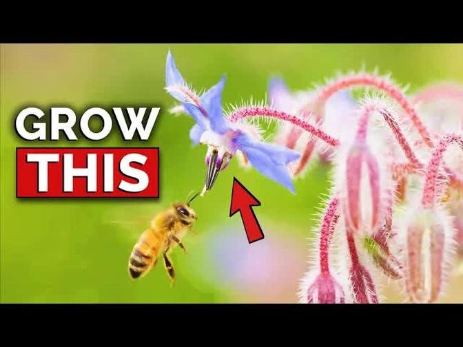 This Plant Does EVERYTHING | Borage Growing Guide