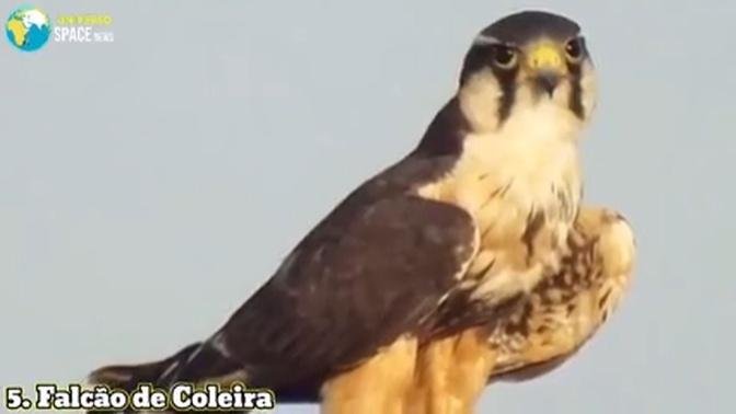 7 FASTEST and POWERFUL Hawks in the World