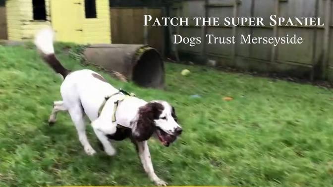 Patch the super Spaniel _ Dogs Trust Merseyside