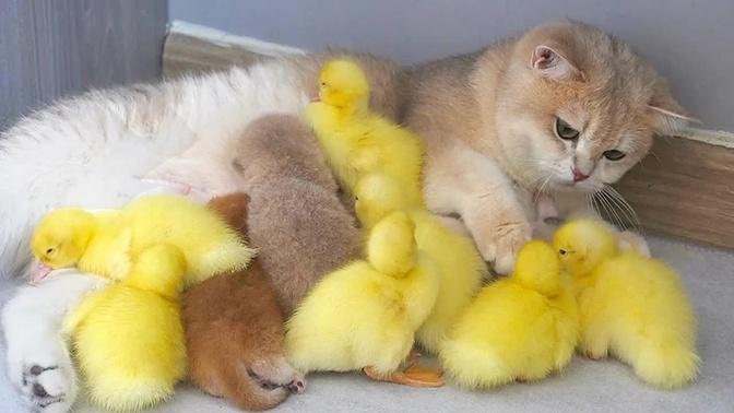 Cat Xaxa is the mother of both ducklings and baby kittens, a flock of ducklings live with mom cat