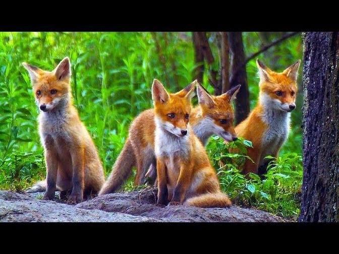 CUTE RED FOX PUPS_ Young red foxes playing _ Nature Documentary ...