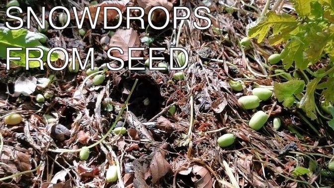 How to grow Snowdrops from Seed