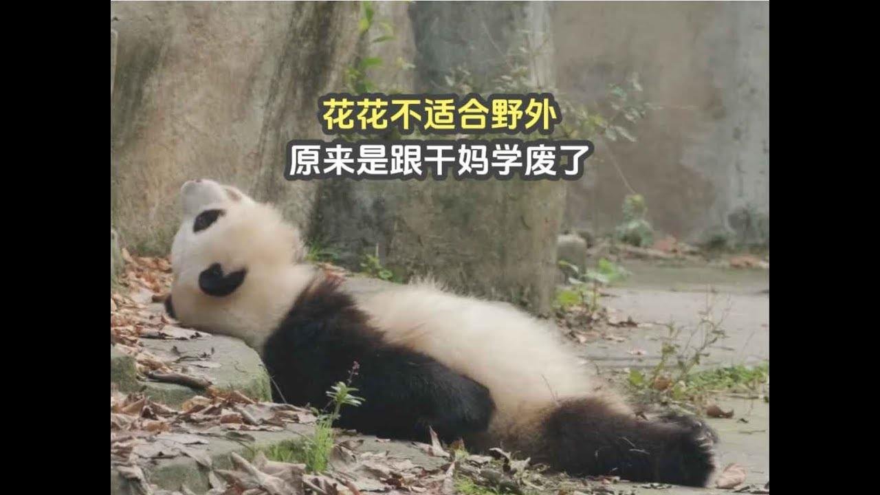 huahua hehua panda大熊猫花花不适合野外，竟跟干妈园润传授的三大技能相关，真是学废了
