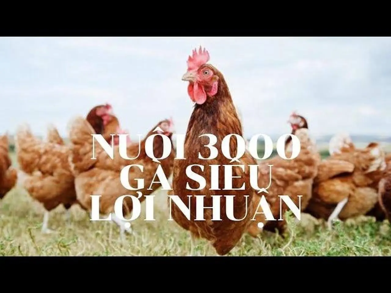 Kết quả từ việc tận dụng trái cây hư nuôi sâu Canxi cho 3000 gà ăn
