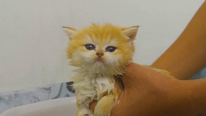 Kitten Pudding enjoys first bath and became a different kitten | Videos ...