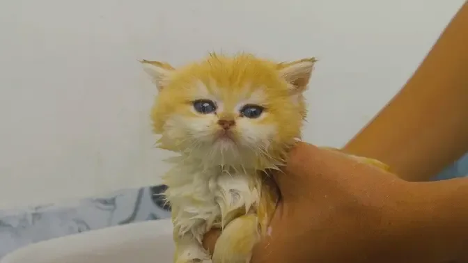 Kitten Pudding enjoys first bath and became a different kitten