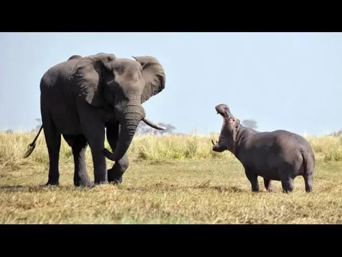 Largest elephant of all time - The Fenykovi Elephant