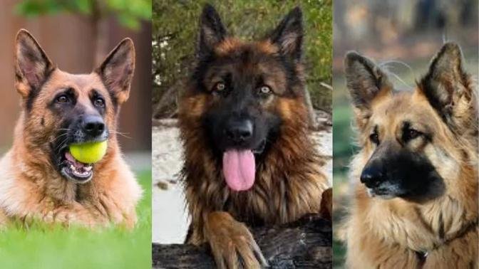 King shepherd | Funny and Cute dog video compilation in 2022