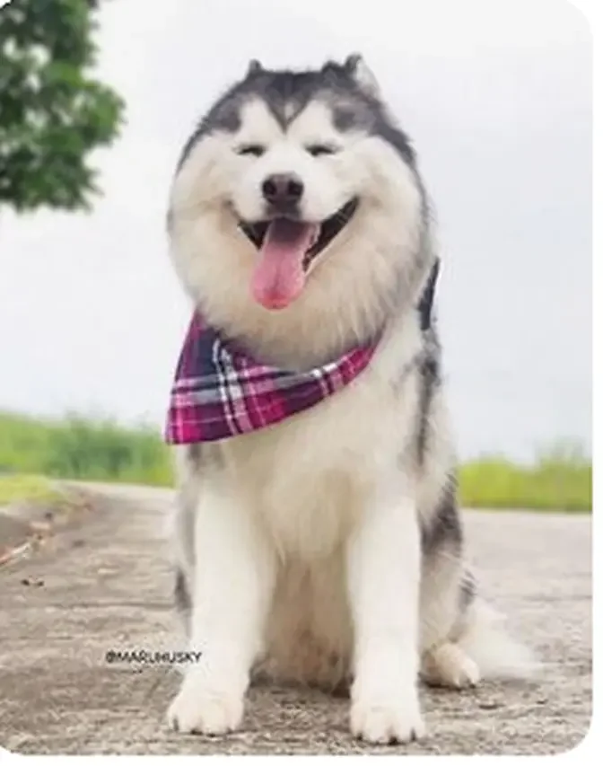 Dog Husky