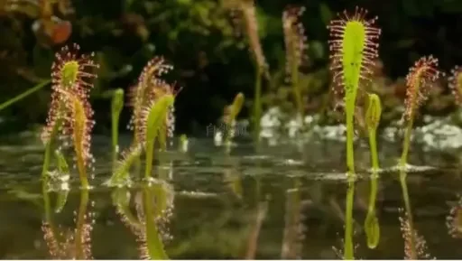 食虫植物毛毡苔