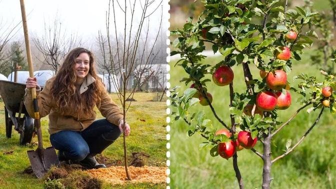 How to Plant Fruit Trees for MAXIMUM Growth and Harvest
