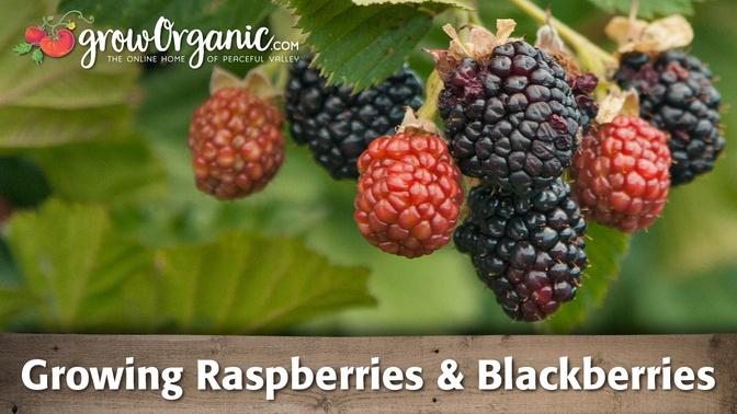 Growing Raspberries and Blackberries Organically