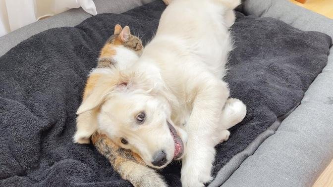 Golden Retriever Puppy Uses a Kitten as a Pillow to Sleep on (Cutest Ever!!)