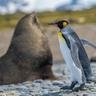 Penguin and Seal Journey