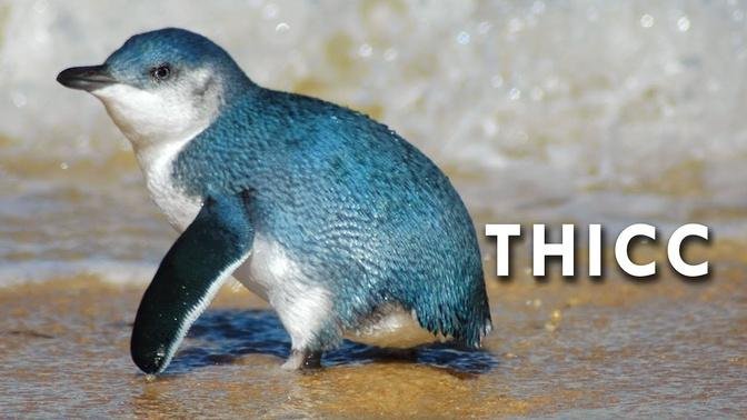  Fairy Penguins are Thicc