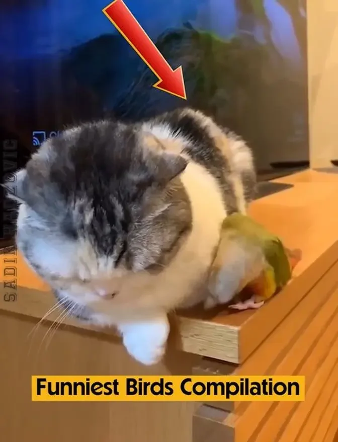 Funniest Birds Compilation