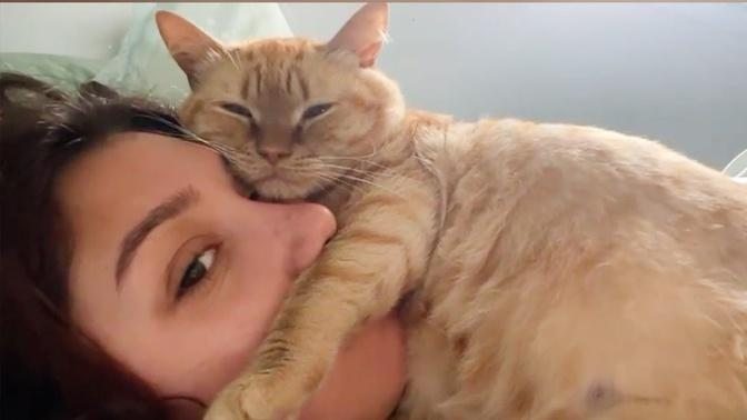 Most Funny and Cute Moments Cats Show Their Love To Their Human ❤️