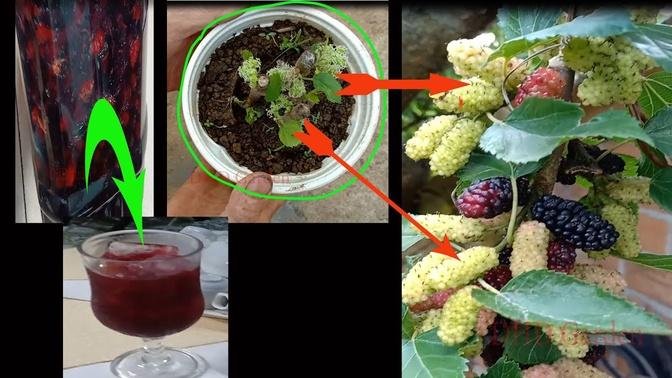 How to grow mulberry tree from cutting