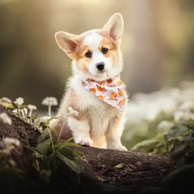 Corgi Chronicles