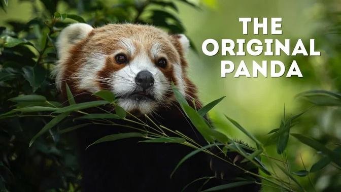 Red Pandas: Everything You Need To Know!