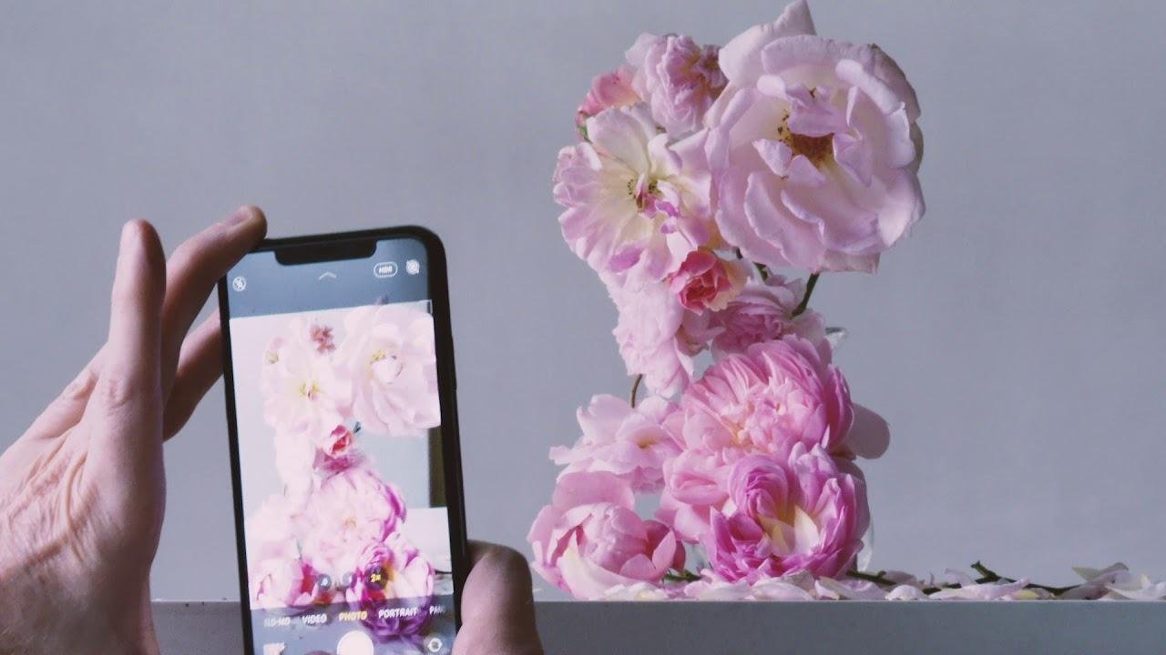 Nick Knight: Roses from my Garden