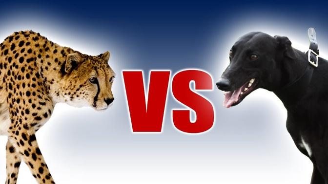 Cheetah vs Greyhound | World's Fastest Dog In Super Slow Motion | Slo Mo #29 | Earth Unplugged