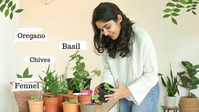 Growing Italian Herbs in India- Basil, Oregano, Chives, Fennel | Success & Failure
