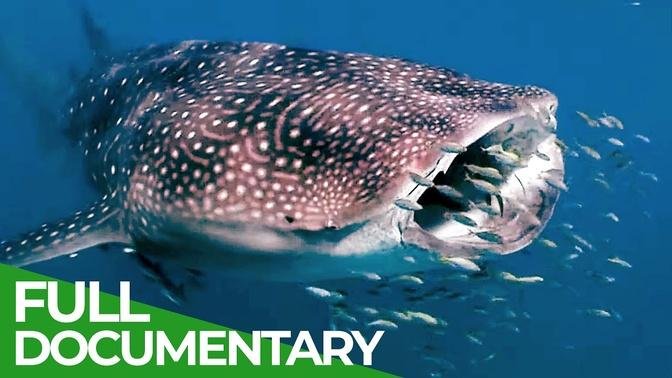 Whale Sharks_ Gentle Giants _ Blue Realm _ Free Documentary Nature