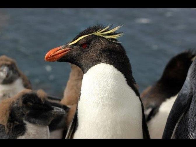 Falkland Islands - wildlife and heritage