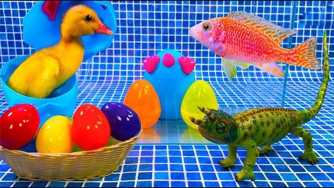 Colorful Surprise Eggs, Duckling, Lobster, Butterfly Fish, Frog, Snake, Goldfish, Koi Fish, cichlid