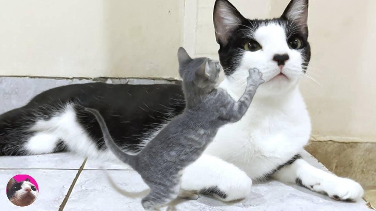 An older cat gently accepts a kitten who goes to greet him #GJWPets