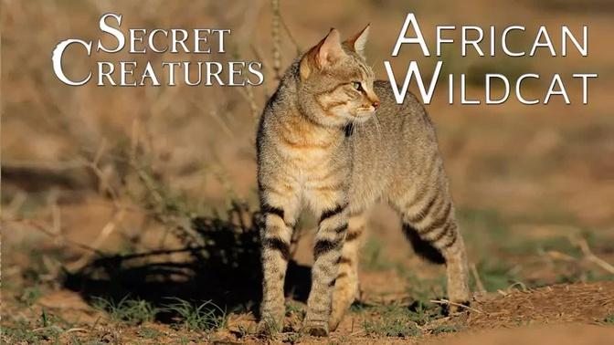 Secret Creatures: African Wild Cat