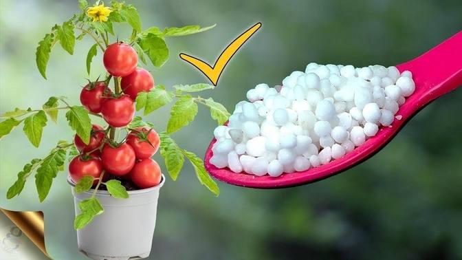 MAGICAL FERTILIZER = NEEM OIL + UREA | IS NEEM COATED UREA FERTILIZER ECO FRIENDLY?