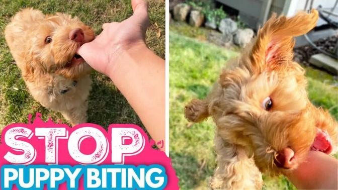 Puppy Biting?! WATCH THIS 👉 3 EASY Steps to Stop Puppy Nipping FAST