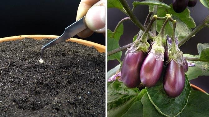 Growing Baby Eggplant Time Lapse - Seed To Fruit In 87 Days