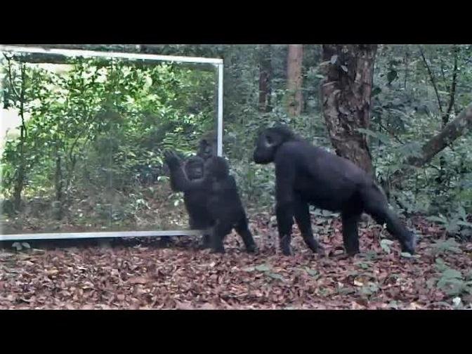 Baby gorilla is in mirror training class: Mom's coming to pick him up