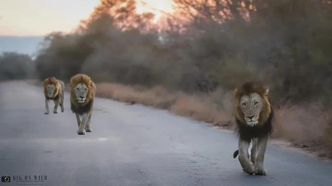 3 Male Lions on Patrol -Kruger National Park South Africa   Fourways & Torchwood males