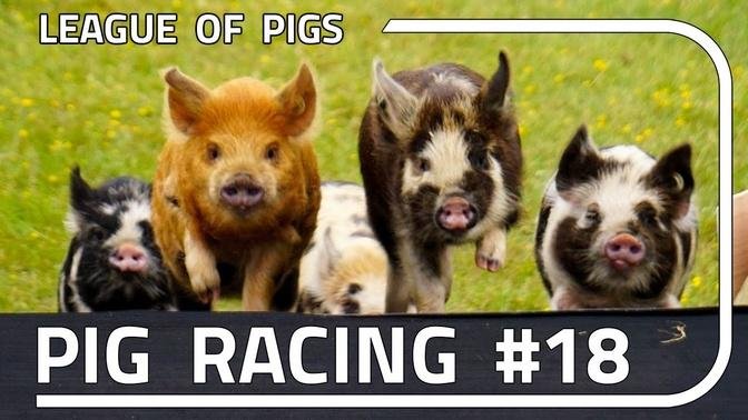 League of Pigs - Season 5 - Round 2!