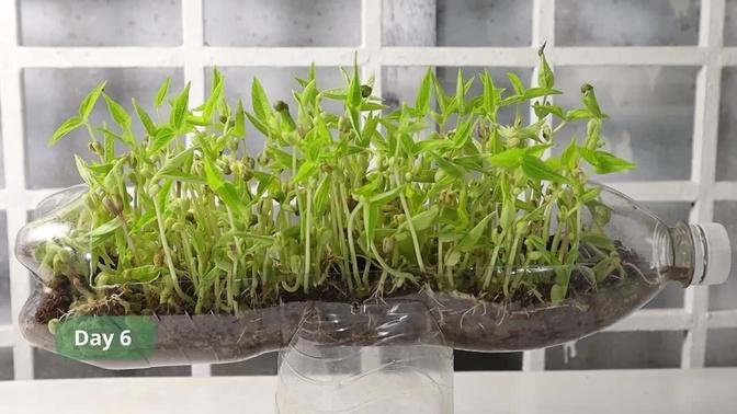 Recycle Coke Bottles Growing Sprouts At Home