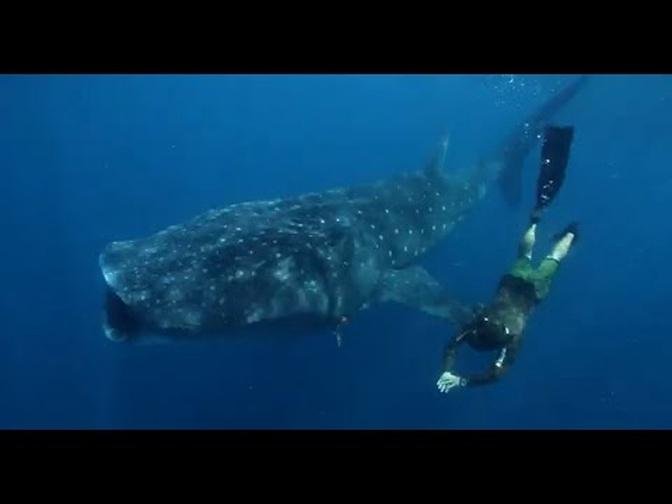 Oris: PART 3 Whale Shark Human Interaction - with Gerardo del Villar (2021)
