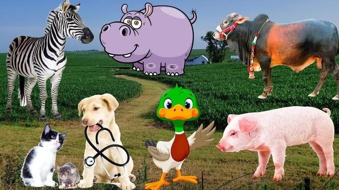 Funny animal moments： cow, pig, duck, cat, horse - animal sounds.