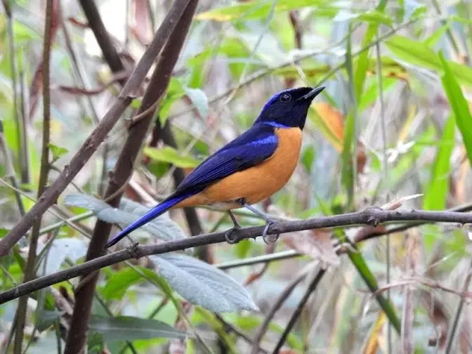 Rufous-bellied Niltava (Niltava sundara) (1)