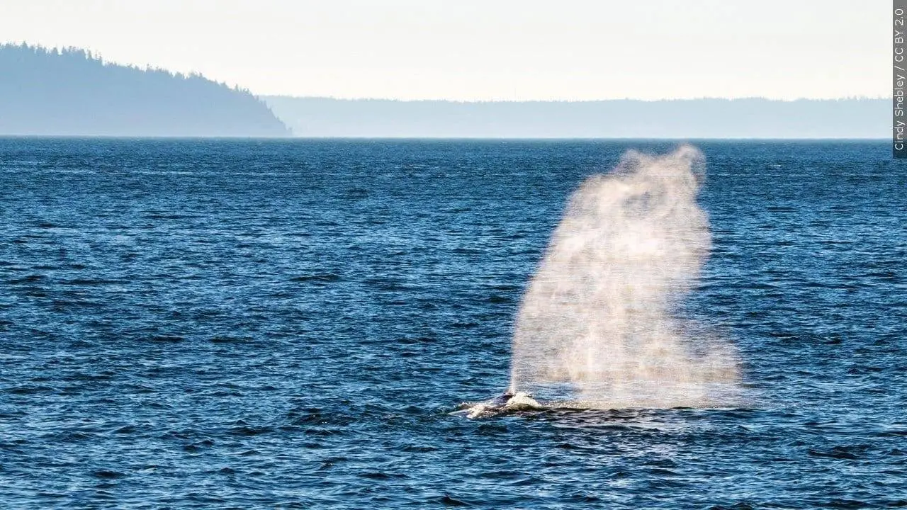 Right Whale Entangled Near New England, Latest Incident for the Species