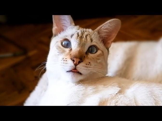 Cat confused by licking sounds while cleaning himself (Funny cat reaction to a slurping challen